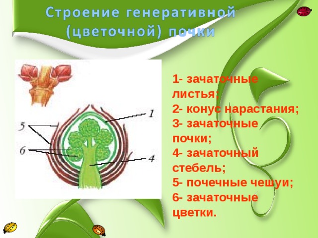 Конус нарастания образован тканью. Зачаточный лист конус нарастания зачаточный стебель. Зачаточная почка и конус нарастания. Конус нарастания цветочной почки. Зачаточные листья зачаточные почки конус нарастания.