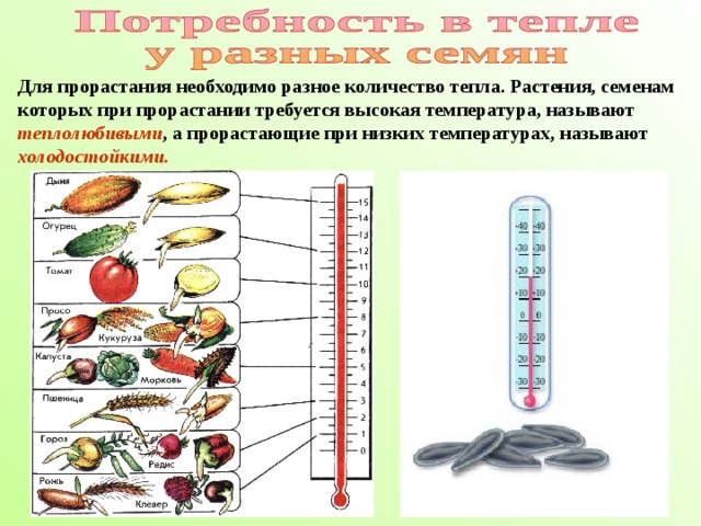 Прорастание семян 6 класс презентация