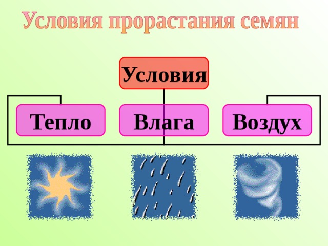 Укажи порядок рисунков при прорастании ячменя