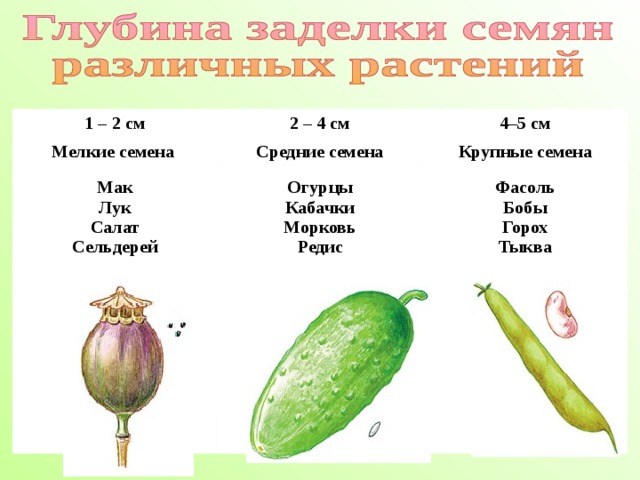   1 – 2 см 2 – 4 см Мелкие семена 4–5 см Средние семена Мак  Лук  Салат  Сельдерей         Крупные семена Огурцы  Кабачки  Морковь  Редис         Фасоль  Бобы  Горох  Тыква         