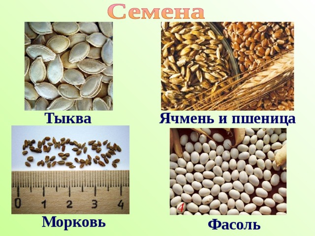 Тыква Ячмень и пшеница  Морковь Фасоль 