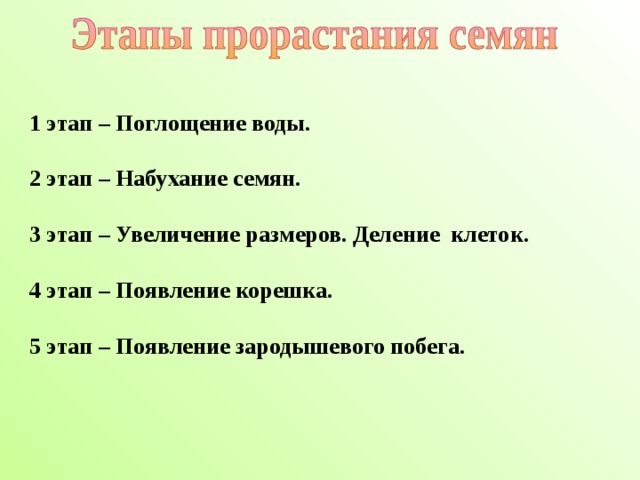 1 этап – Поглощение воды.  2 этап – Набухание семян.  3 этап – Увеличение размеров. Деление клеток.  4 этап – Появление корешка.  5 этап – Появление зародышевого побега.  