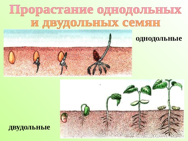однодольные двудольные 
