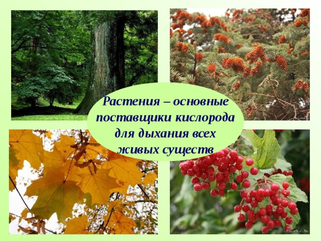 Растения – основные поставщики кислорода для дыхания всех живых существ 