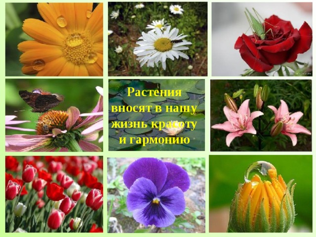 Растения вносят в нашу жизнь красоту и гармонию 