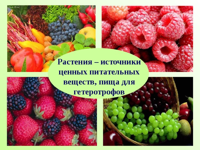 Растения – источники ценных питательных веществ, пища для гетеротрофов 