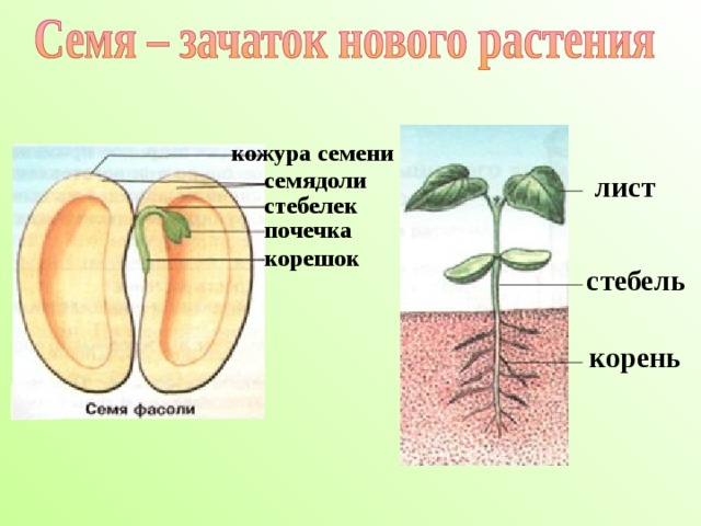 Какое число семядолей вероятнее всего будет у растений семя которого изображено на рисунке