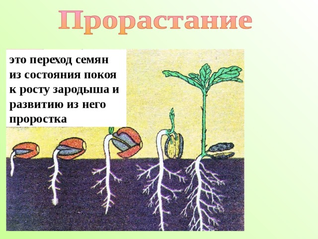 это переход семян из состояния покоя к росту зародыша и развитию из него проростка 