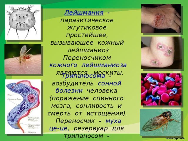Лейшмания - паразитическое жгутиковое простейшее, вызывающее кожный лейшманиоз Переносчиком кожного лейшманиоза являются москиты. Трипаносома - возбудитель сонной болезни человека (поражение спинного мозга, сонливость и смерть от истощения). Переносчик - муха це-це, резервуар для трипаносом - антилопы 