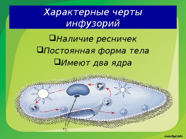 Характерные черты  инфузорий Наличие ресничек Постоянная форма тела Имеют два ядра 