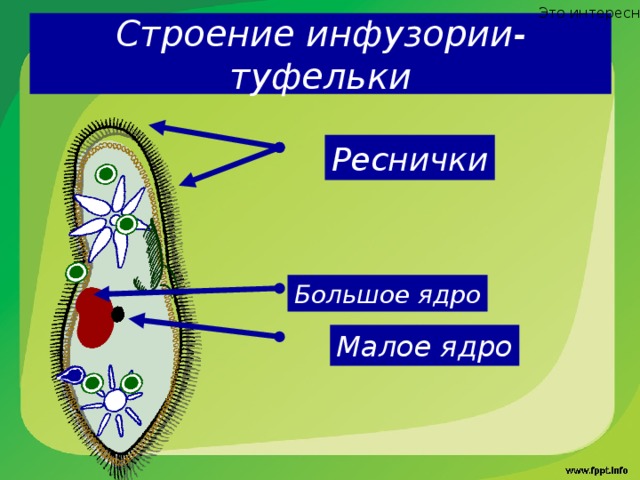 Это интересно Строение инфузории-туфельки Реснички Большое ядро Для инфузорий характерно наличие ресничек. Ресничка – органоид движения. Длиной 5-10 мкм. Биение ресничек позволяет создавать ток воды и двигать инфузорию. Два типа ядра. Вегетативное (большое) – принимает участие во всех процессах жизнедеятельности инфузории. Генеративное (малое) – принимает участие в размножении клетки. «Это интересно» – гиперссылка к слайду «Жгутики и реснички». Малое ядро  