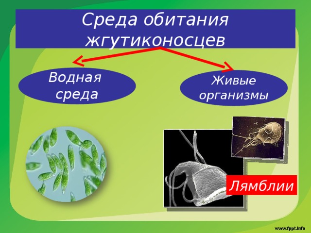 Среда обитания жгутиконосцев  Водная среда   Живые организмы  Лямблии 