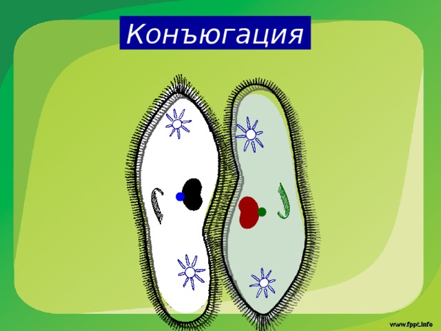  Конъюгация   Инфузориям присуща особая форма полового процесса, не связанная с размножением, — конъюгация. Во время конъюгации инфузории объединяются в пары. В каждой клетке происходит разрушение вегетативного ядра. Генеративное ядро делится. К этому времени между клетками формируется цитоплазматический мостик, по которому инфузории обмениваются ядрами. При этом одно из них остается в клетке, а второе переходит в партнера и сливается с его ядром. Затем образуется вегетативное ядро и инфузории расходятся. Во время конъюгации между двумя организмами осуществляется обмен генетической информацией, но новые особи не образуются.  