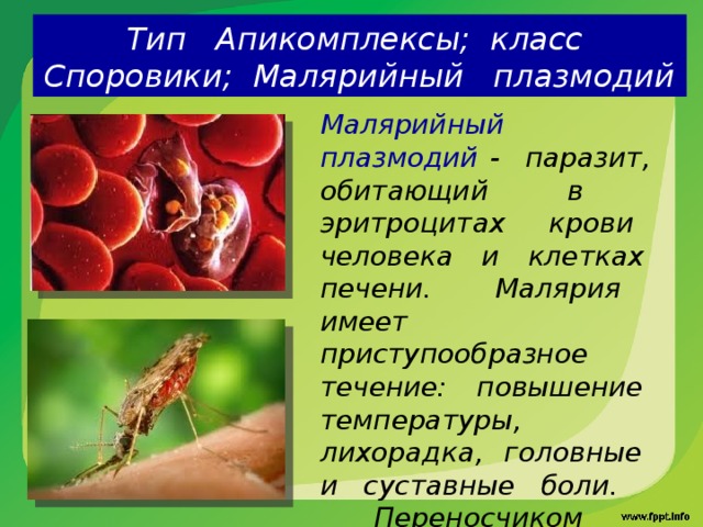 Тип Апикомплексы; класс Споровики; Малярийный плазмодий Малярийный плазмодий - паразит, обитающий в эритроцитах крови человека и клетках печени. Малярия имеет приступообразное течение: повышение температуры, лихорадка, головные и суставные боли. Переносчиком малярии является малярийный комар. 