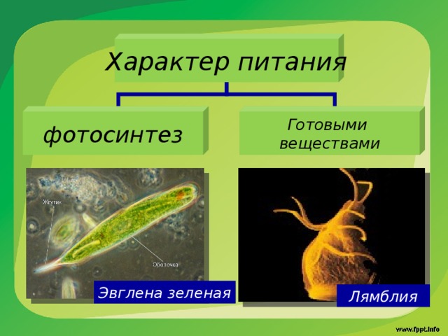 Характер питания фотосинтез Готовыми веществами Эвглена  зеленая Лямблия 