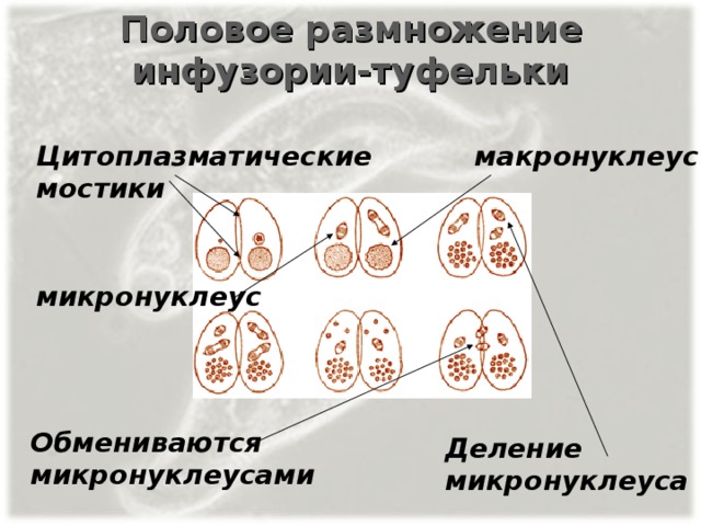 Размножение инфузории