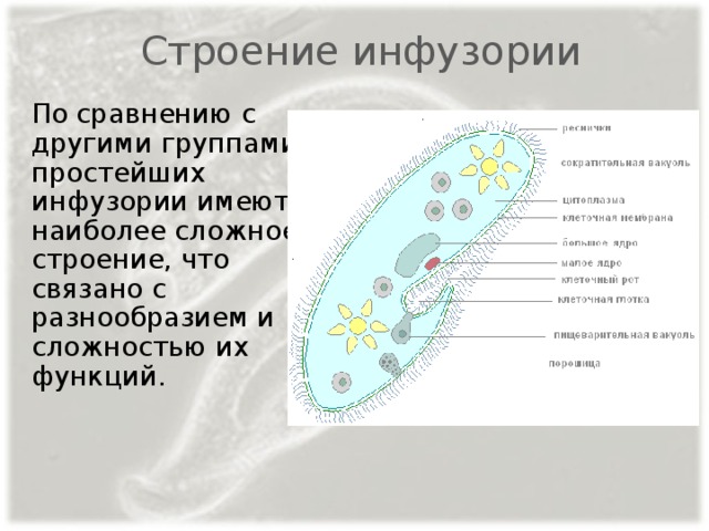 Особенности строения инфузории туфельки