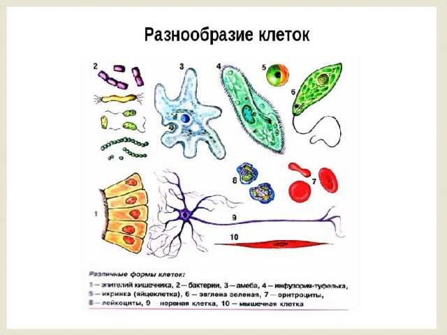 Презентация для учащихся 7 классов "Клетка"