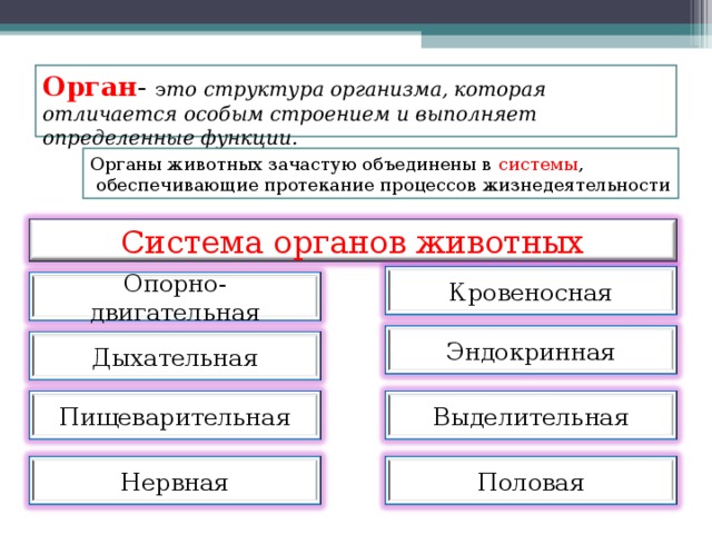 Органы животных 5 класс. Системы органов животных 5 класс. Системы органов животных 5 класс биология. Система органов животных вывод. Системы органов животных 7 класс биология.