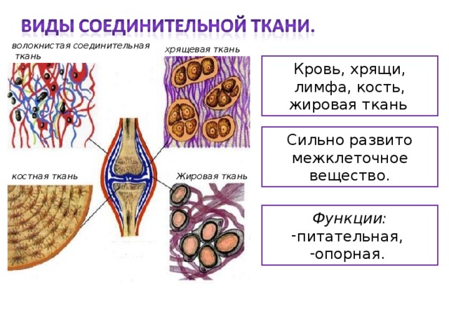 Типы соединительной. Соединительные ткани. Кровь хрящ. Соединительная ткань кровь хрящевая. Соединительная ткань хрящевая костная кровь. Соединительные ткани волокнистая жировая хрящевая кровь.