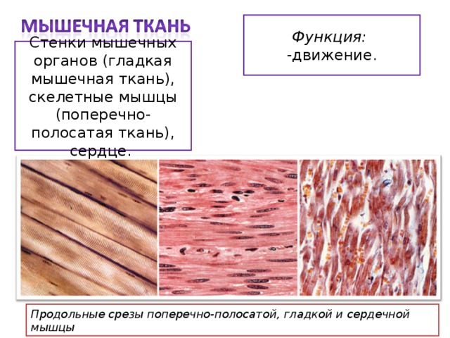 Какими цифрами обозначены изображения мышечной ткани