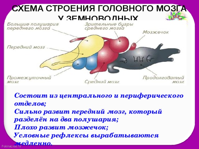 Передний мозг условные рефлексы. Выработка условного рефлекса у крысы. Выработка условных рефлексов отдел мозга. Строение головного мозга рыбы.