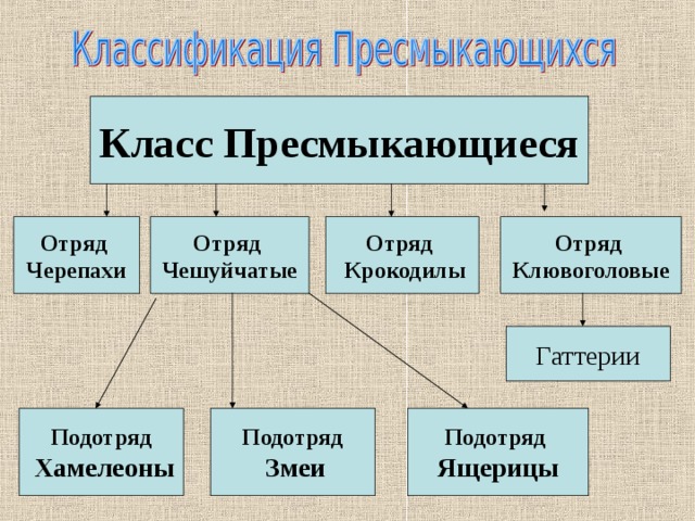 Таблица классы рептилий