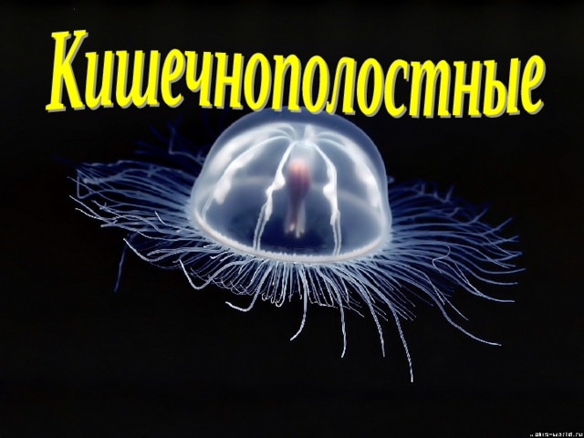 Кишечнополостные примеры 8 класс