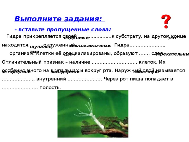 Рассмотри картинку клетки тела гидры и вставь пропущенные в тексте слова