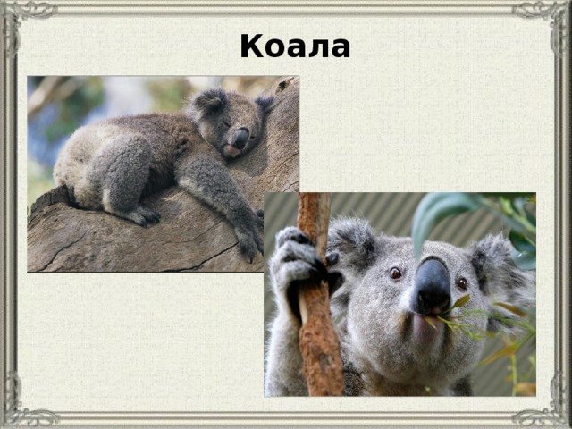 Коала 