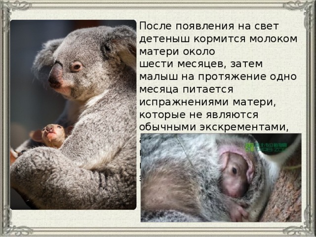 После появления на свет детеныш кормится молоком матери около шести месяцев, затем малыш на протяжение одно месяца питается испражнениями матери, которые не являются обычными экскрементами, а представляют собой кашицу из полупереваренных листьев эвкалипта. 