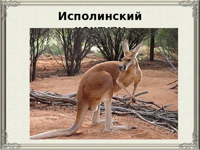 Исполинский кенгуру 