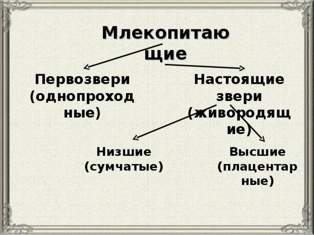 Происхождение и многообразие млекопитающих