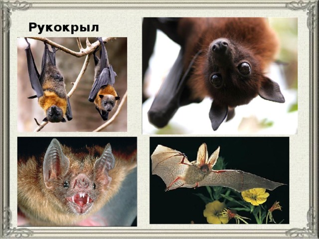 Рукокрылые 