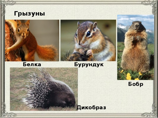 Грызуны Белка Бурундук Бобр Дикобраз 