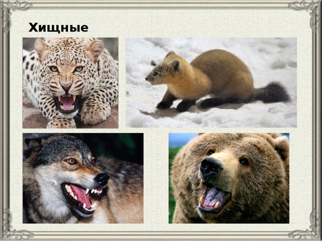 Хищные 
