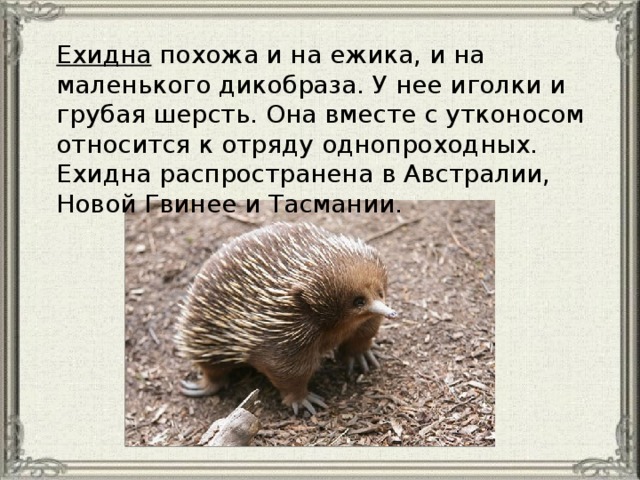Ехидна похожа и на ежика, и на маленького дикобраза. У нее иголки и грубая шерсть. Она вместе с утконосом относится к отряду однопроходных. Ехидна распространена в Австралии, Новой Гвинее и Тасмании. 
