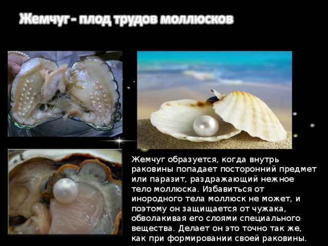 Тело моллюсков покрыто