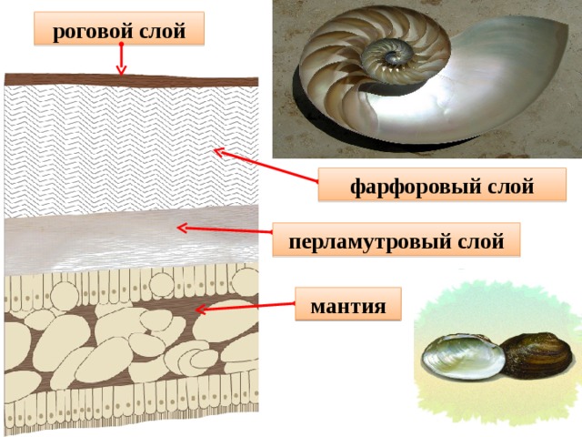 Стенка раковины моллюска состоит из