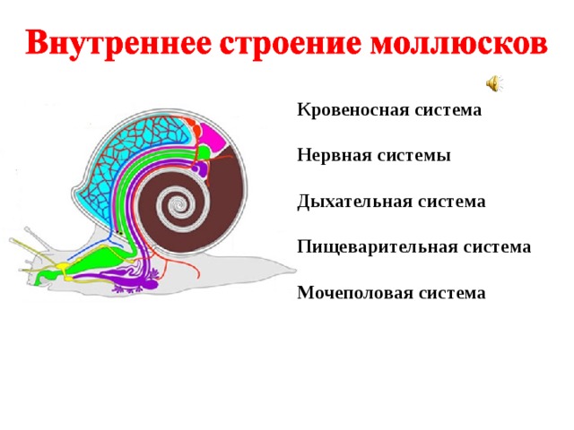 Карта осу улитка