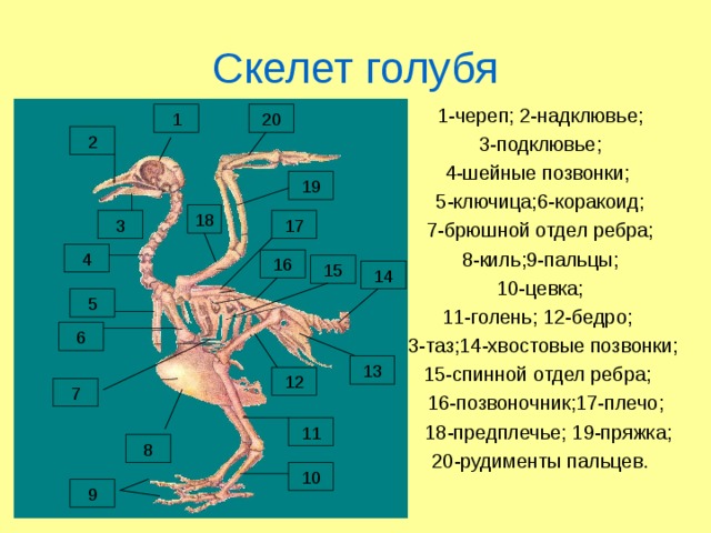 Цевка это часть. Скелет голубя биология 7 класс. Строение скелета голубя. Скелет сизого голубя. Скелет птицы цевка.
