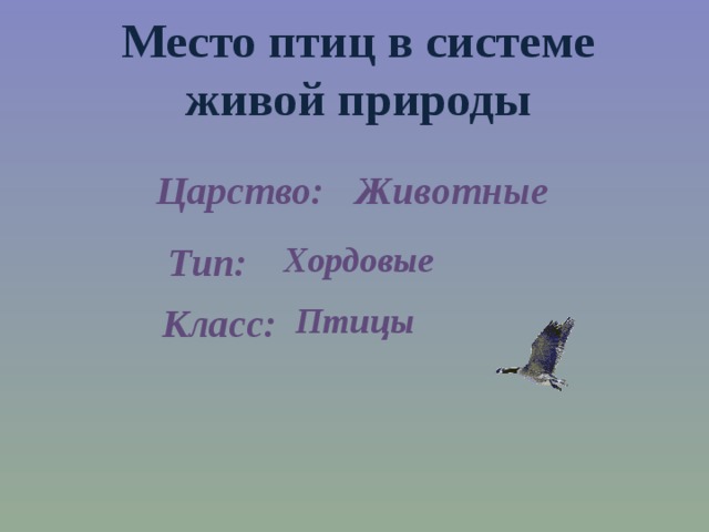 Место птиц в системе живой природы Животные Царство: Хордовые Тип: Птицы Класс: 