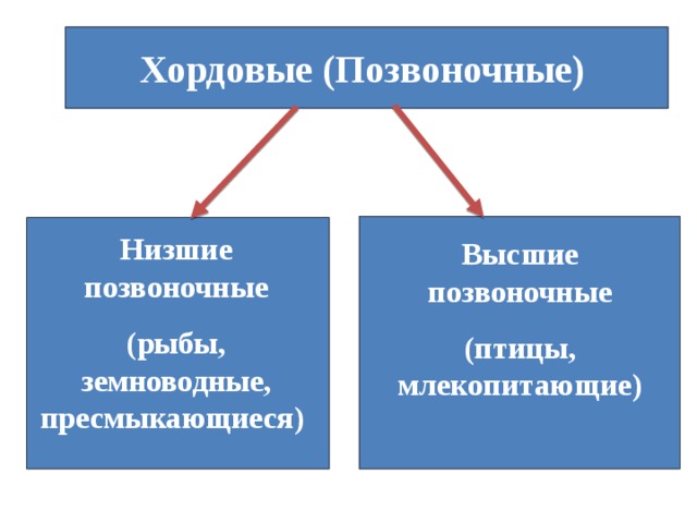 Хордовые  (Позвоночные) Низшие позвоночные (рыбы, земноводные, пресмыкающиеся) Высшие позвоночные (птицы, млекопитающи е ) 