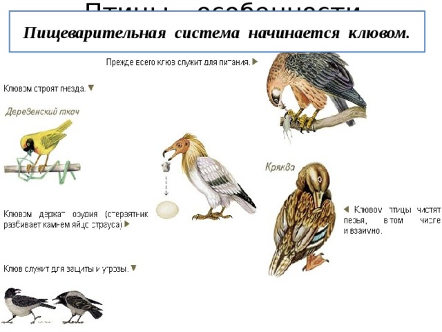 Пищеварительная система начинается клювом. Птицы – особенности класса 