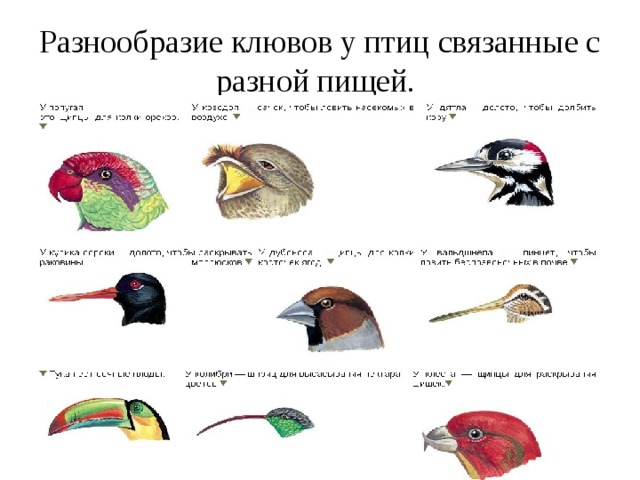 Разнообразие клювов у птиц связанные с разной пищей. 