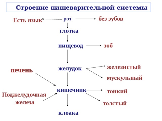  Строение  пищеварительной системы без зубов рот Есть язык глотка зоб пищевод железистый желудок печень мускульный кишечник тонкий Поджелудочная железа толстый клоака 