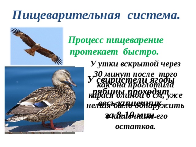Пищеварительная система. Процесс пищеварение протекает быстро. У утки вскрытой через 30 минут после того как она проглотила карася длиной 6 см, уже нельзя было обнаружить в кишечнике его остатков. У свиристели ягоды рябины проходят весь кишечник за 8-10 мин. 