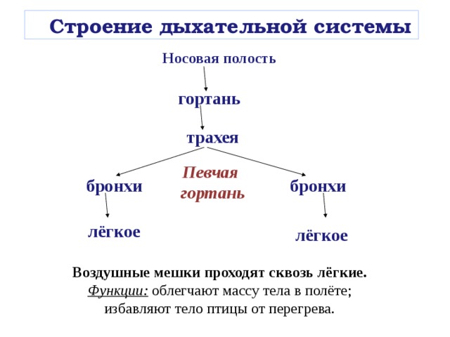  Строение  дыхательной системы Носовая полость гортань трахея Певчая гортань бронхи бронхи лёгкое лёгкое Воздушные мешки проходят сквозь лёгкие. Функции: облегчают массу тела в полёте; избавляют тело птицы от перегрева. 
