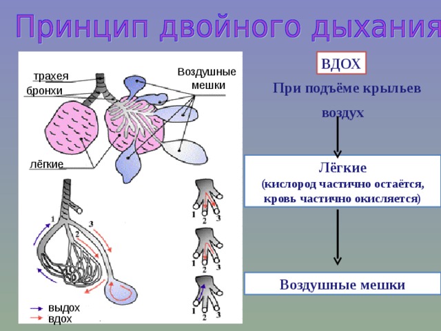 ВДОХ Воздушные мешки трахея При подъёме крыльев бронхи воздух лёгкие Лёгкие (кислород частично остаётся, кровь частично окисляется) Воздушные мешки выдох вдох 