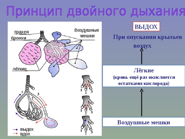 ВЫДОХ Воздушные мешки трахея При опускании крыльев бронхи воздух лёгкие Лёгкие (кровь ещё раз окисляется остатками кислорода) Воздушные мешки выдох вдох 
